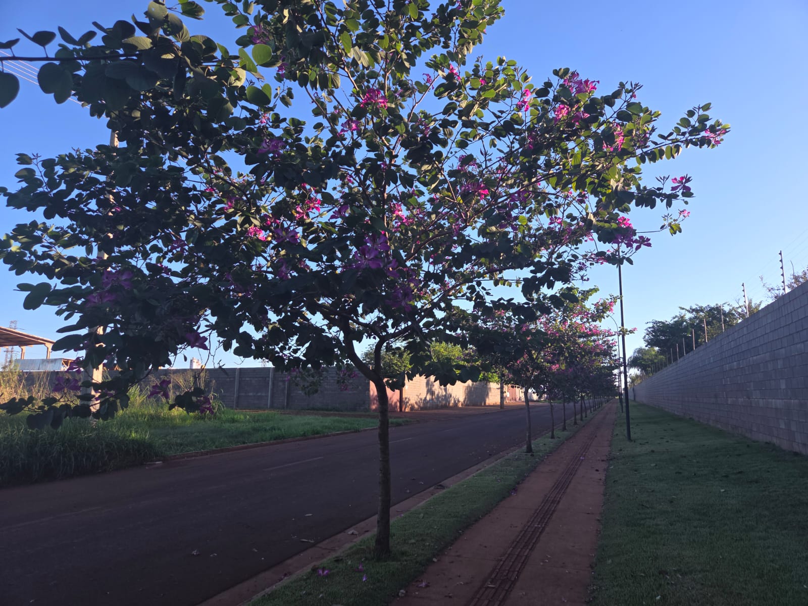 tempo flores 1